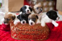 Puppies in a Basket!